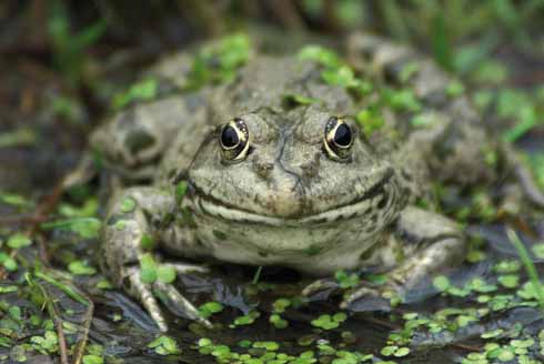 MARSH FROG Pelophylax ridibundus Marsh frog