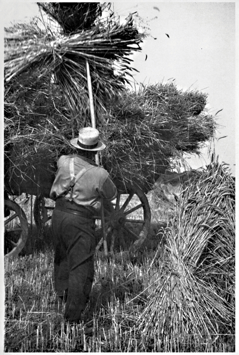 0910edHarvest3 Loading the sheaves onto a wagon for transport to the farmyard or rick. Burton Bradstock, 1930s.