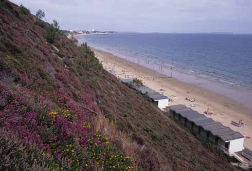 Heather and gorse in bloom on Poole’s stabilised cliffs 