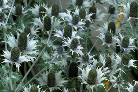 ‘Miss Wilmot’s Ghost’, one of the best sea hollies