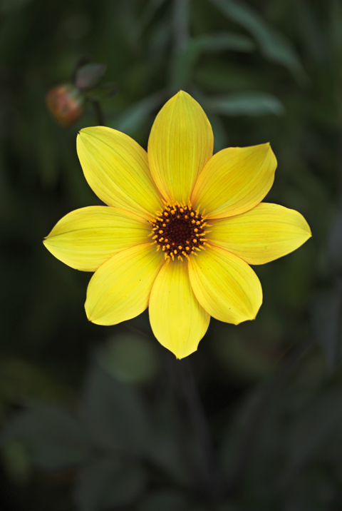 Dahlia ‘Bishop of York’ will flower until the frosts