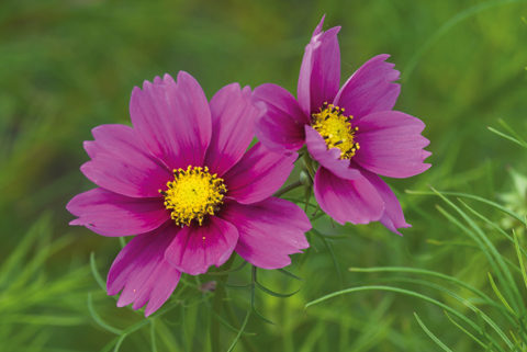 Annual cosmos is ideal for filling gaps in borders