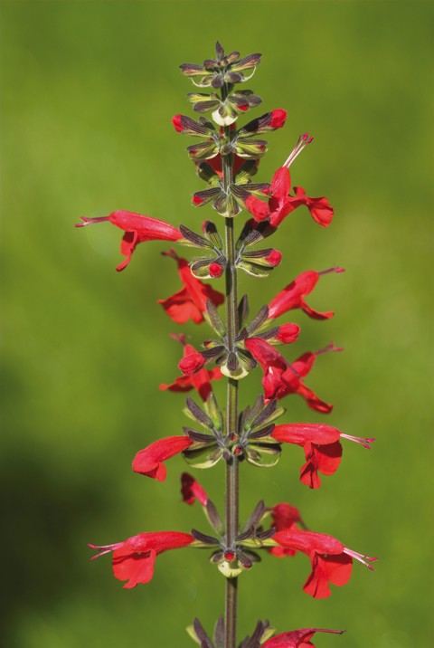 Salvia coccinea