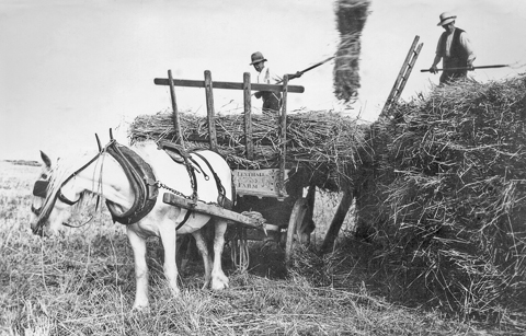 910edHarvest4 Unloading the sheaves onto the rick. Burton Bradstock, 1930s.
