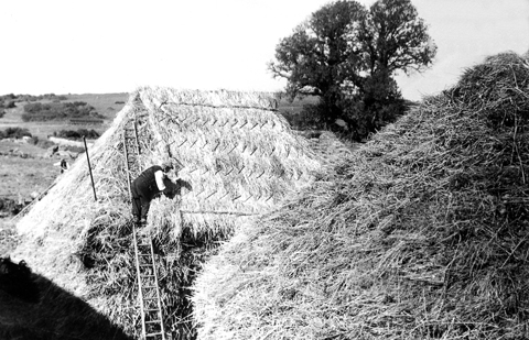 910edHarvest5 Harvest Home: the rick being thatched. Burton Bradstock, 1930s.