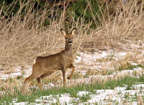 1010edRoedeer1 This doe came out of the woods as I was walking by. We were both very surprised. She stamped her foot in disapproval and then took off.