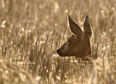 1010edRoedeer2 A roe deer backlit by the evening sun. Taken during August in a barley field near my home.