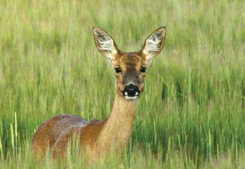 1010edRoedeer4 This roe looked very calmly at my camera and seemed very content to pose as long as I stood still