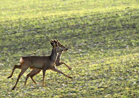 1010edRoedeer6 A really beautiful pair of roe deer. This shot was taken just as the sun was about to go down.