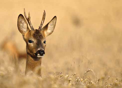 1010edRoedeer7 This roebuck was grazing in a wheat field. I was behind a hedge and managed to get my camera lens through a gap in the brambles.