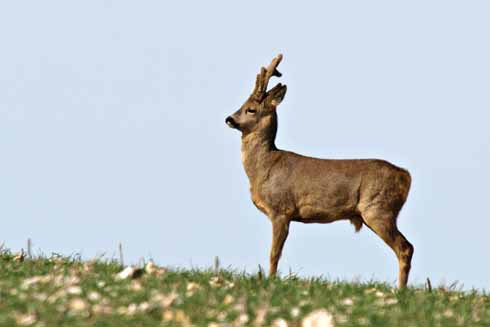 1010edRoedeer8 A roebuck still in velvet, nicely outlined against the sky. This was taken in the middle of the day during March. I usually find the deer are more easily found either early in the morning or as dusk is approaching, so I was very lucky on this particular day.