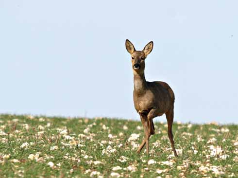 1010edRoedeer9 This pretty little doe is stamping her foot, hoping to frighten me away. After I had taken the shot I crept away and left her to graze in peace.