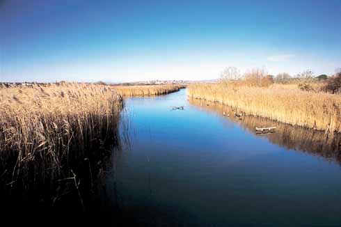 Radipole Lake is one of the two RSPB reserves in the seaside resort known as the Weymouth Wetlands, the other being on the sea front at Lodmoor