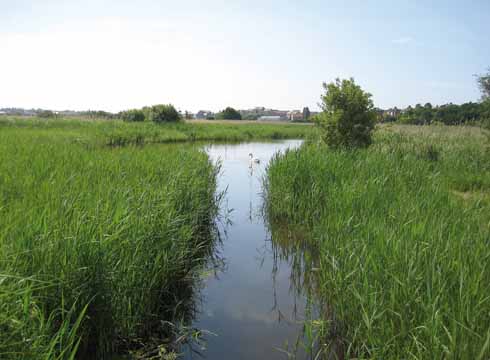 Island Pool, once largely overgrown, has been restored to its former aquatic glory