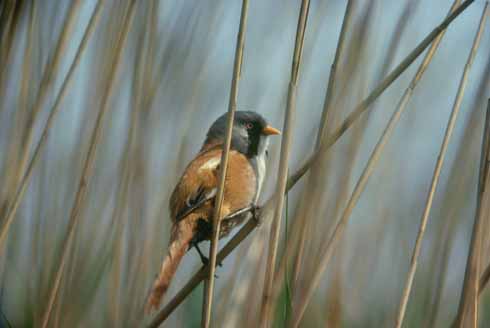 Exotic-looking bearded tits are a sought-after species with birdwatchers, but their numbers were down after the cold winter of 2009/10