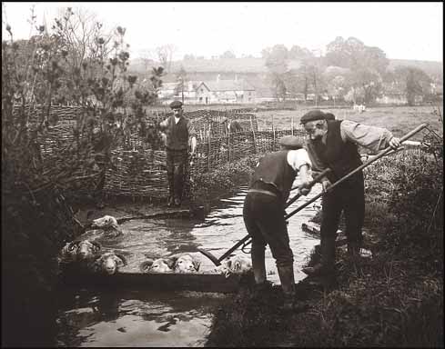 Steel cages and concrete baths may have replaced willow hurdles and a hole dug in the ground, but the process of sheep-dipping is still clearly recognisable, here at Bradford Peverell