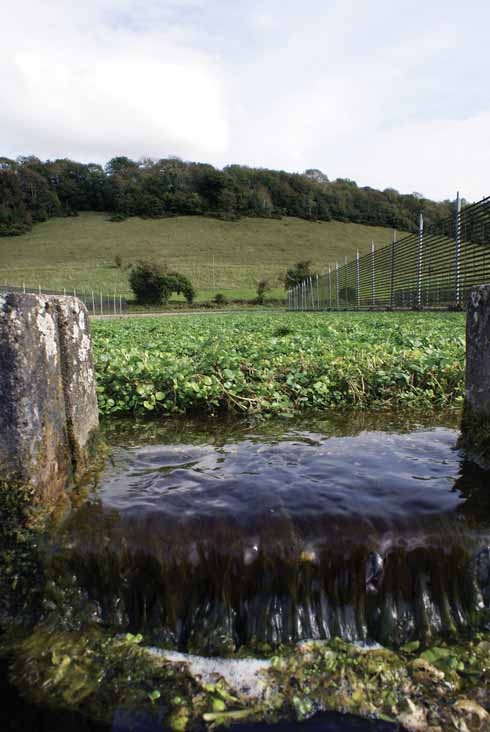 Sydling is an attractive village with clear running streams where watercress is still grown