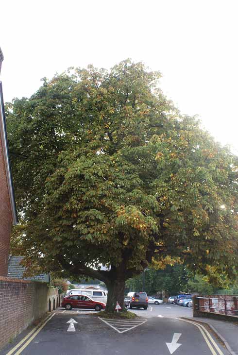 Miss Orman or Ormond’s tree, once in the school playground