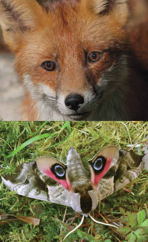This fox’s head and butterfly may seem completely different at first glance, but birds and other predators may see differently to humans