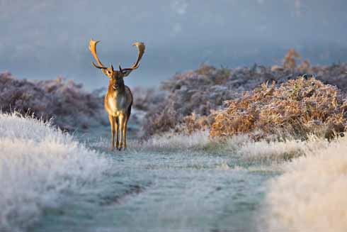GEP000089NPL Fallow deer were introduced to Britain by the Normans. One of the best places to spot them is on Powerstock Common, a Dorset Wildlife Trust reserve near Bridport.