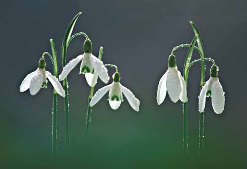 211edEDWARDES11 Snowdrops are one of the first harbingers of spring. The small village of Compton Valence near Dorchester is famous for the fine displays that line both sides of the road.