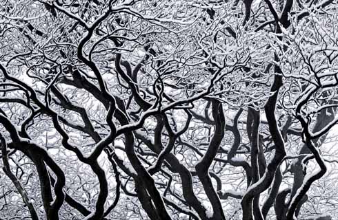 GEP00106NPL.tif These beech boughs were photographed on Beaminster Down after a light covering of snow