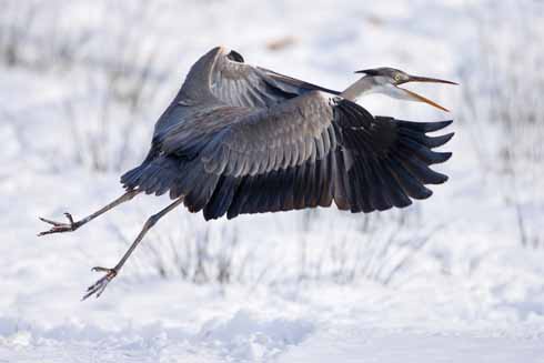 GEP00002NPL Grey herons are found around both freshwater rivers and lakes and along the coast. They feed on a variety of prey including fish, frogs, insects, small mammals and young birds.