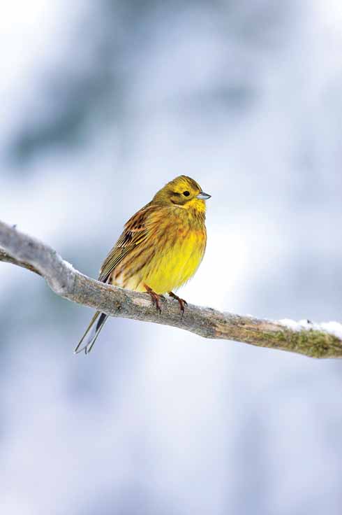 GEP00322NPL Yellowhammers are normally found on arable farmland but cold weather often brings them into gardens as food becomes harder to find