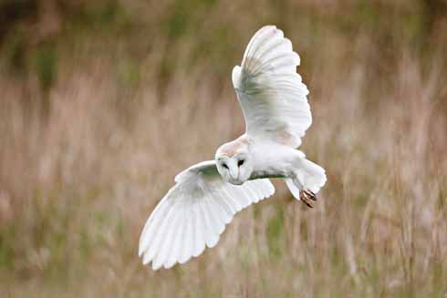 211edEDWARDES4 Barn owls can suffer greatly during harsh winter conditions. They will often be seen hunting by day when prey is scarce.