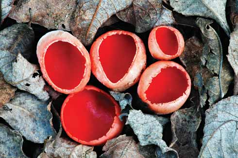 GEP00297NPL.tif Scarlet elf cups are colourful fungi that appear throughout the winter and into spring. They are common in damp woodlands and along riverbanks.