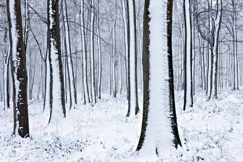 211edEDWARDES8 Significant accumulations of snow have occurred on Compton Down in recent years. These beech trees are at Gore Clump above Compton Abbas.
