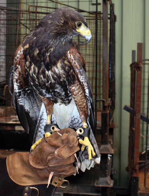 211edPortland2 Animals have an important part to play in the rehabilitation programme. The latest addition is this Harris hawk; three members of the staff are qualified falconry instructors.
