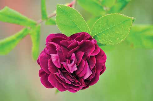 The gloriously rich colour of Rosa ‘Tuscany Superb’