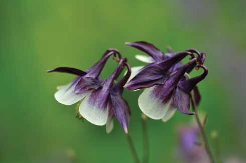 Aquilegia ‘Magpie’ is strikingly different