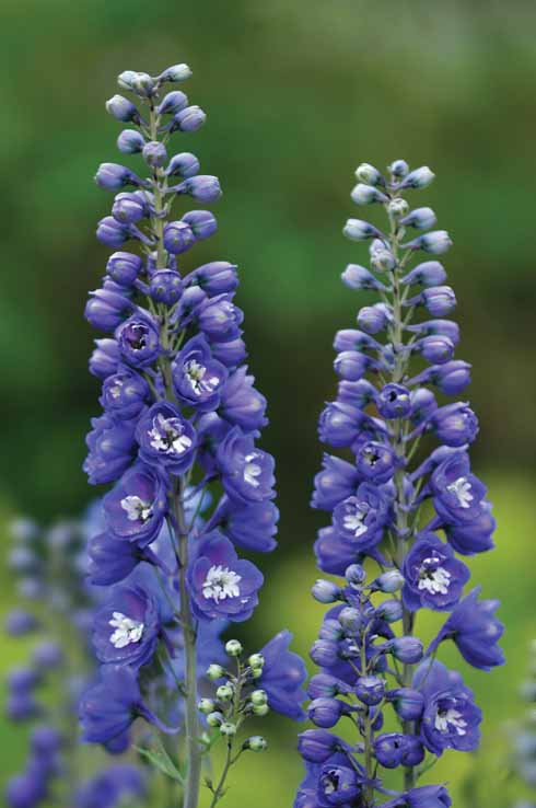 Eye-catching Delphinium ‘Bluebird’