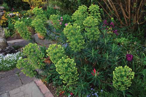 The weird Euphorbia wulfenii is wonderful!