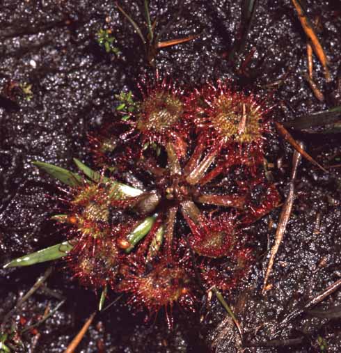 311edInsects1 The round-leaved sundew is our commonest sundew. It is found frequently in damp areas on Morden Bog
