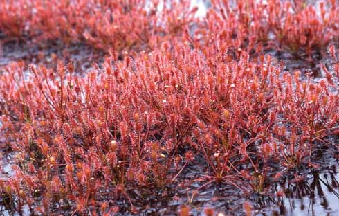 311edInsects2a This group of Oblong-leaved Sundew cover an area of wet heath on Wareham Forest