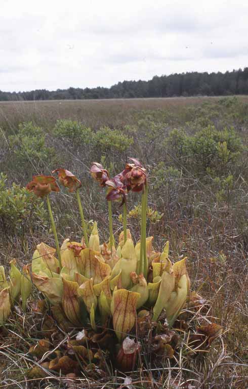 311edInsects4 These introduced pitcher plants with their strange flowers have found a home on the wetter parts of Hyde Heath