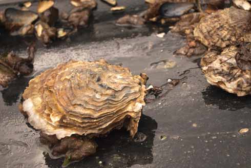 311edOthniel1 From poor man’s food to gourmet treat; oysters from Poole Harbour are a sought-after commodity all over the world