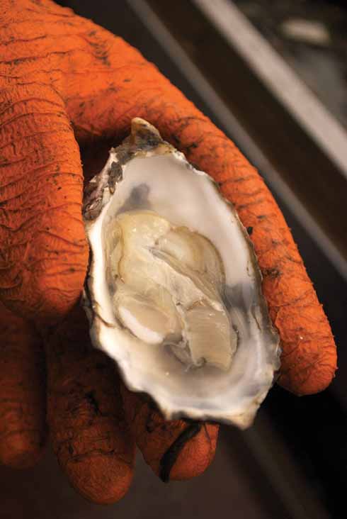 311edOthniel4 A freshly-shucked oyster, flipped it over in its own juice and ready to eat