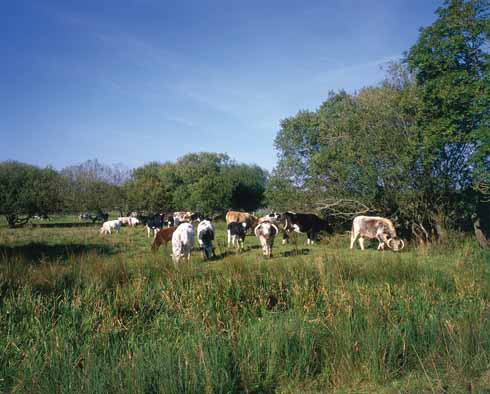 311edTESS3 Hardy’s Vale of the great dairies, the Frome valley, where ‘the world was drawn to greater patterns,… enclosures numbered fifty acres instead of ten, the farmsteads were more extended, the groups of cattle formed tribes hereabout.’