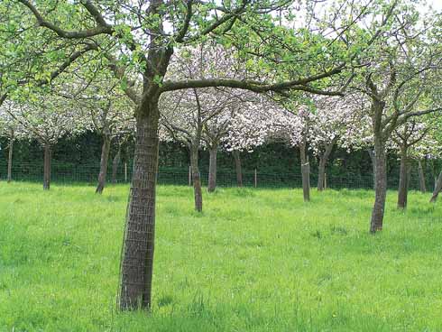 411edApples4 A new generation of traditional Dorset apple varieties... growing at Coxbridge in Somerset