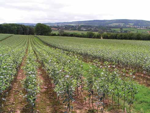 411edApples6 Young trees are grown for ultimate transplantation, once vigorous