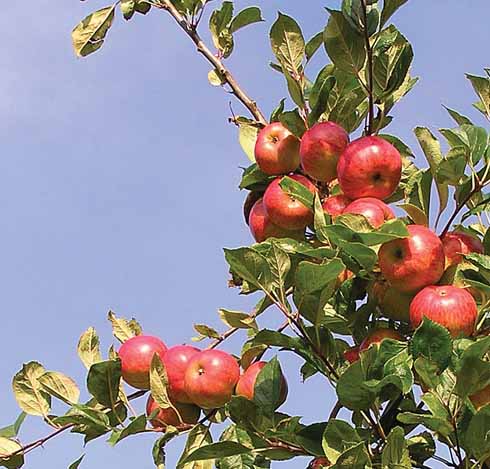 411edApples7 Browns apple: an excellent cider apple