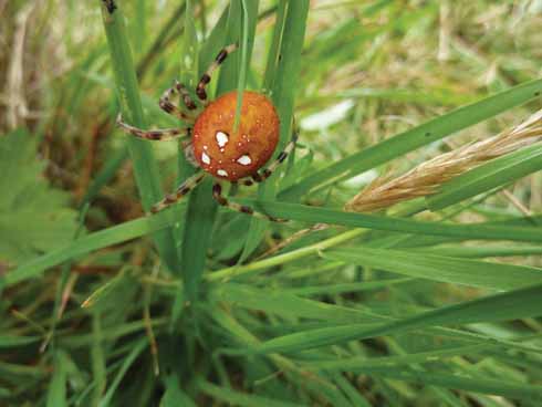 ...and the web spider