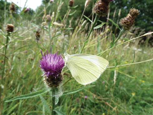 The wildflowers growing in Bugdens meadow now attract a range of butterflies, including this white basking on knapweed