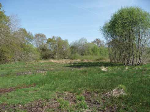 After years of little management the meadow was overgrown with scrub
