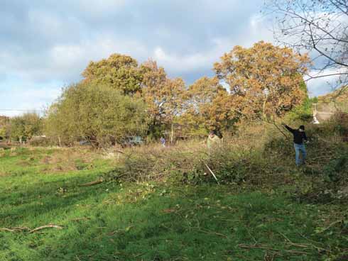Volunteers and DWT staff expended a good deal of energy clearing the scrub to allow the meadow to grow again