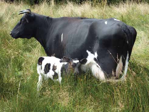 The birth of a new Shetland calf, the day after the arrival of the cattle, generated a huge amount of local interest
